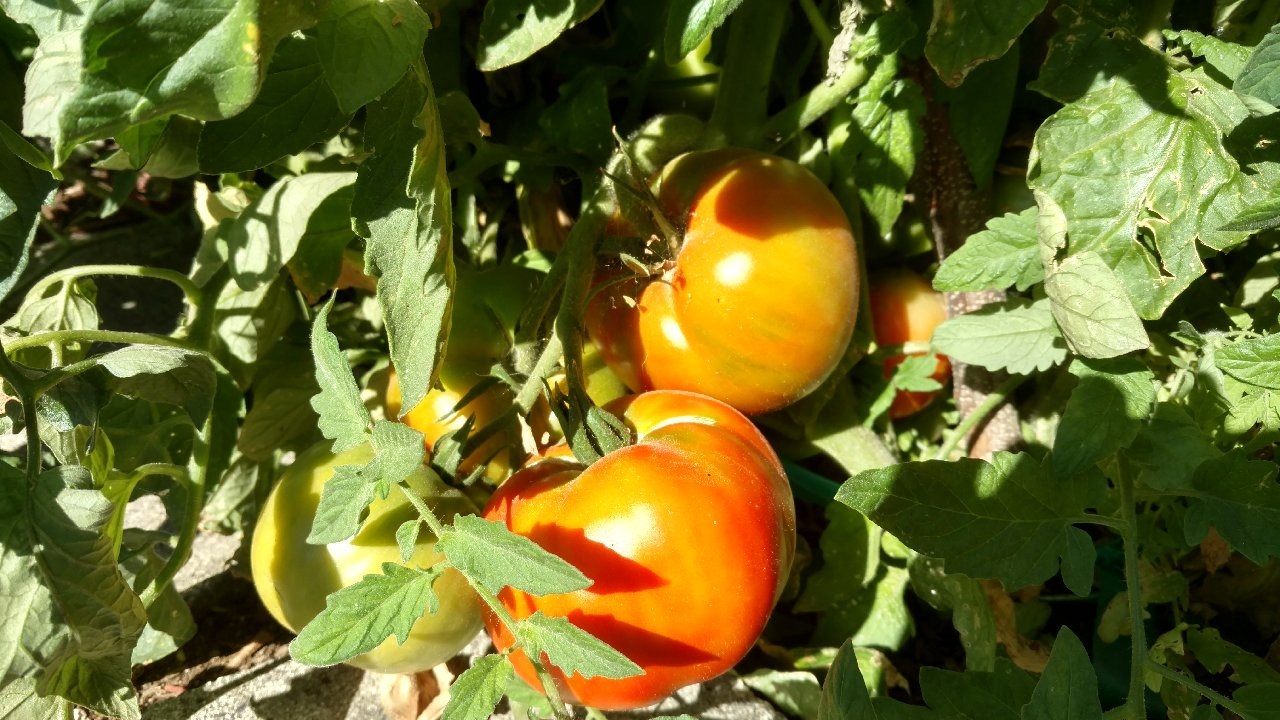 Hot tomato • Sacramento News & Review