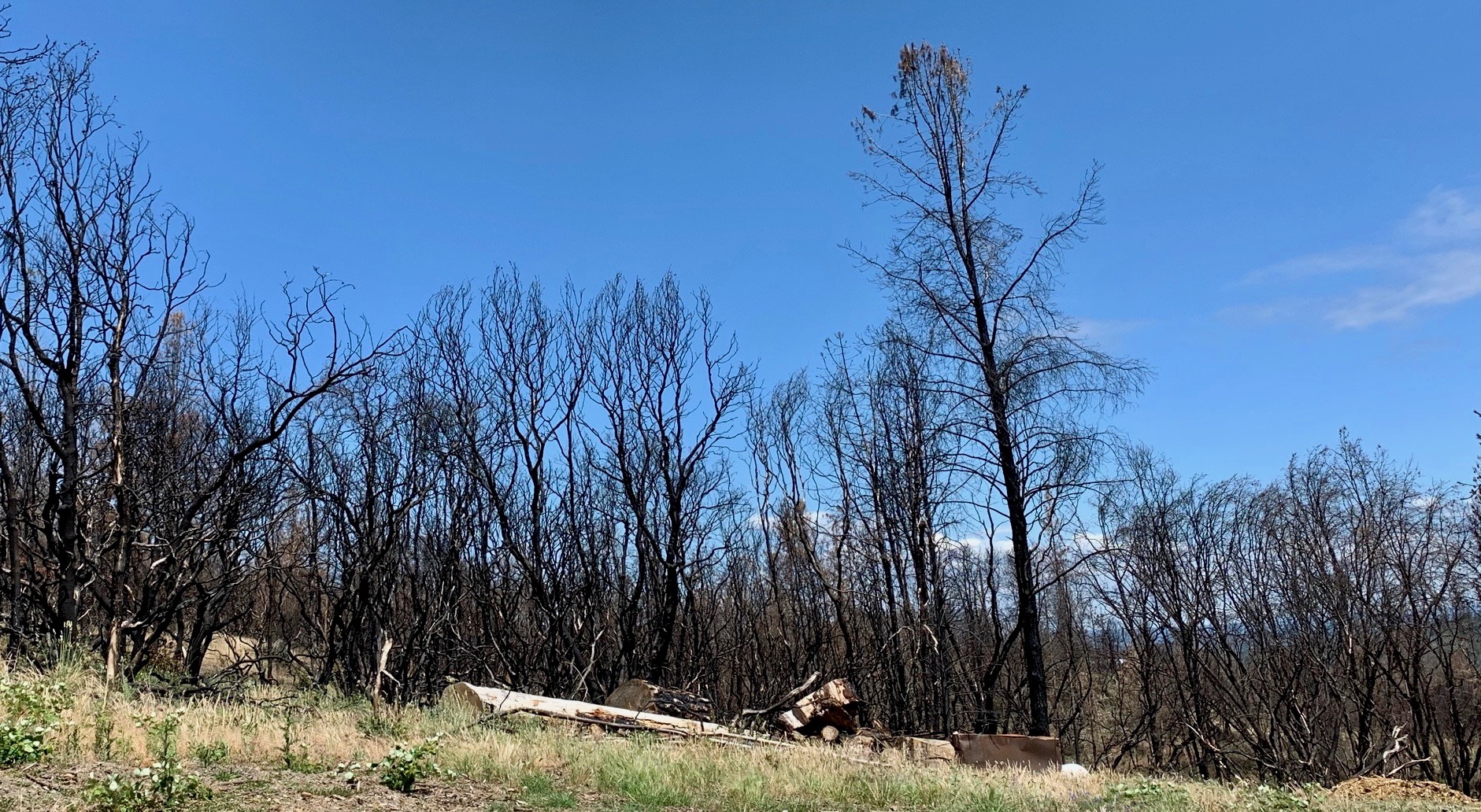 As wildfires ravage California, Davis-based reforestation center is on ...