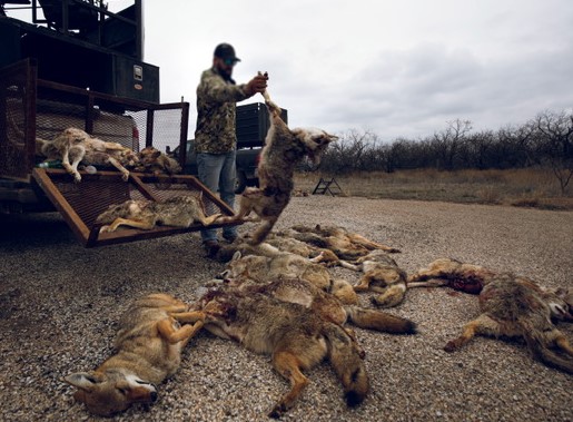 Vanquished Vultures and Criminal Coyotes