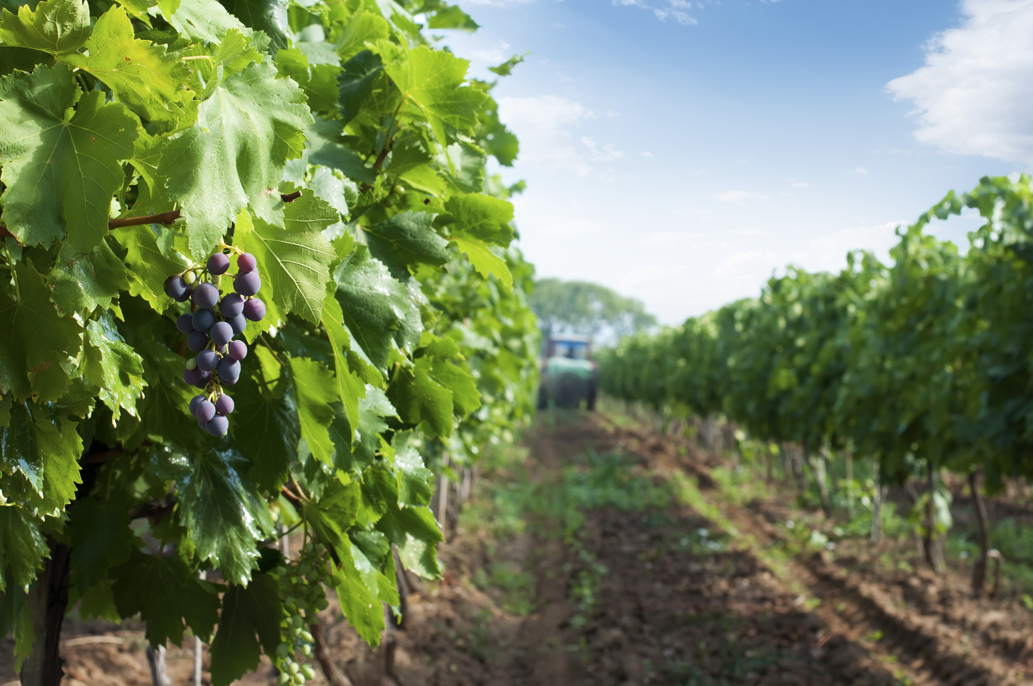 Moët Hennessy vineyards in Champagne to be herbicide-free