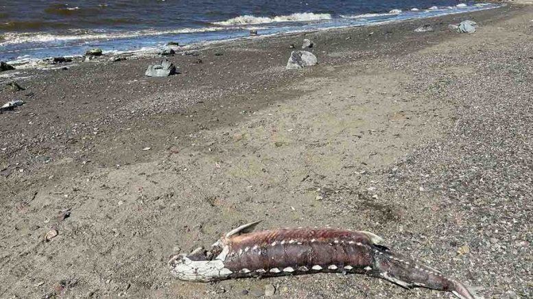 Red Tide: toxic algae bloom triggered large fish kill in the Bay