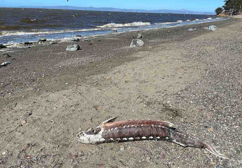 red-tide-toxic-algae-bloom-triggered-large-fish-kill-in-the-bay-lake