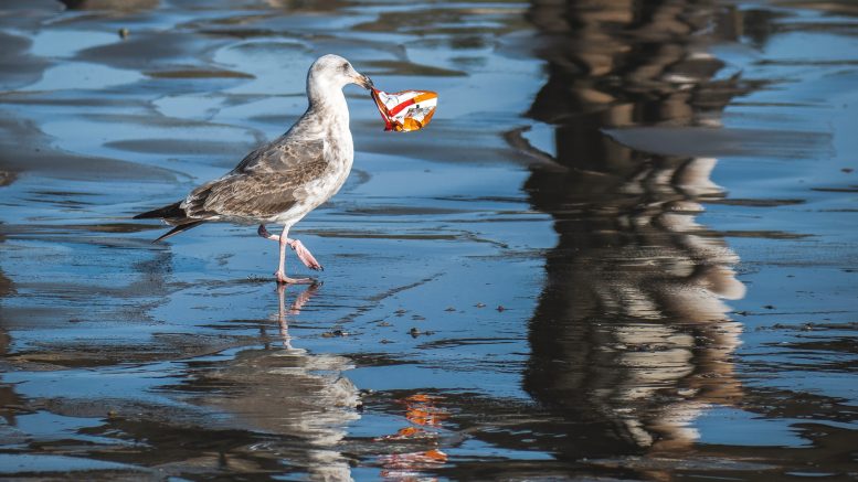 a seagull with plastic in its beak