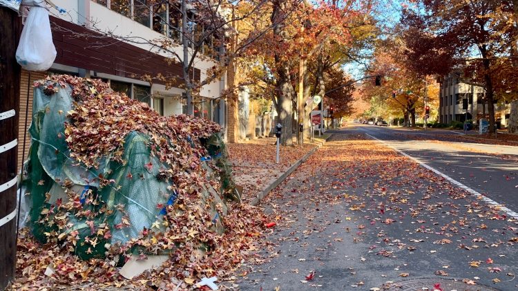 Image for display with article titled Essay: On gaining trust with those out and alone – a Sacramento social worker’s lens