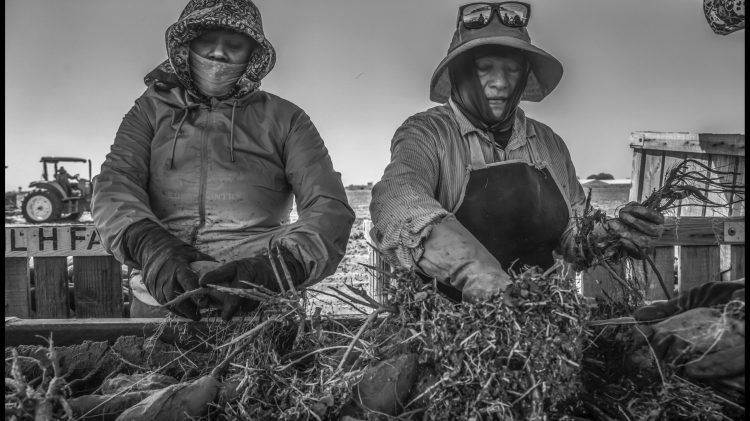 Image for display with article titled In rural California, farmworkers fend for themselves for health care