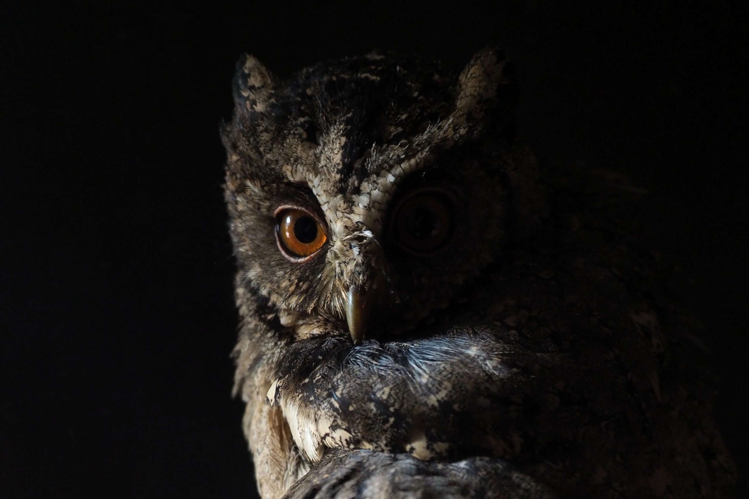 Point of Historic Interest in Roseville, California: Owl Club