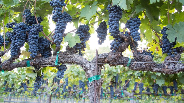 Image for display with article titled How climate change threatens California wine