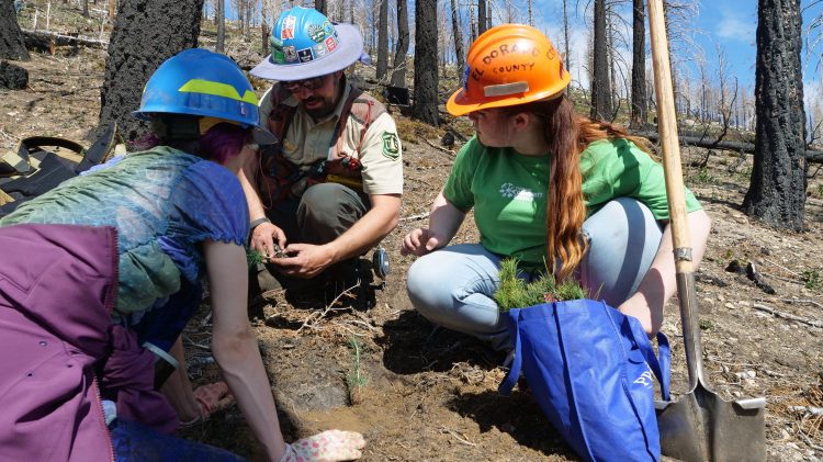 Image for display with article titled Saving the Sierra: Volunteers can help repopulate lost conifers in the mountains