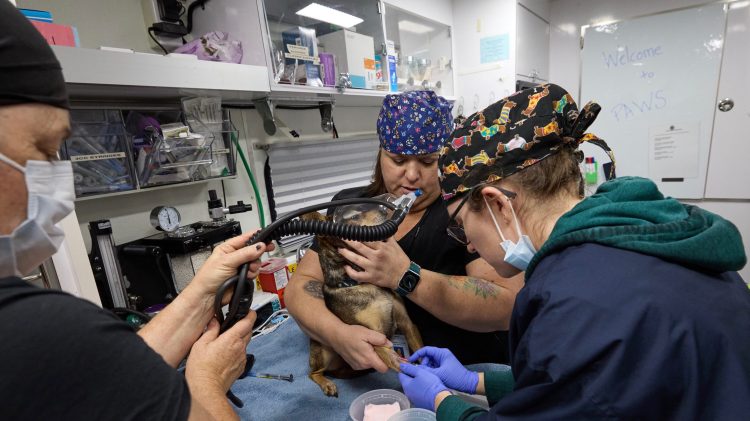 Image for display with article titled Sacramento County launches first-of-its-kind mobile clinic for pets of unhoused residents