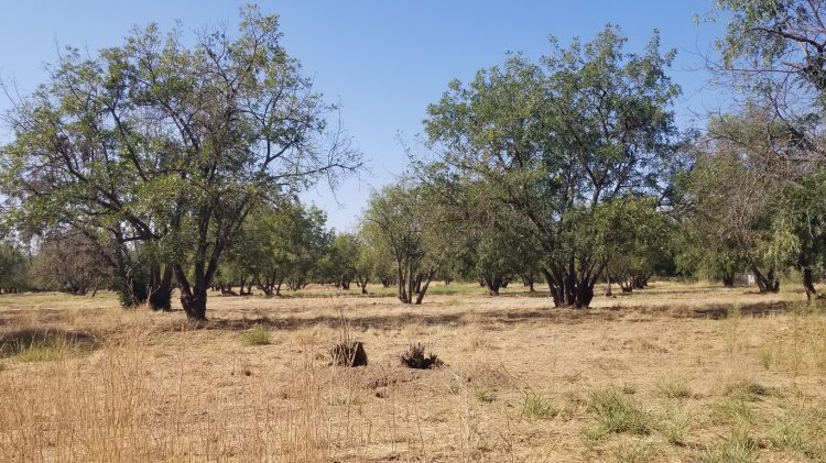 Image for display with article titled After three-year community battle, development planned for Rancho Cordova’s last open space is stalled