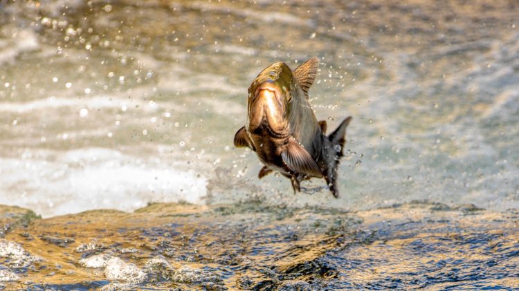 Image for display with article titled Save California Salmon Advocates for the Species and Clean Water Rights