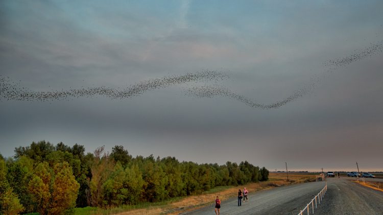 Image for display with article titled How Yolo County Bats Help Sustainable Farming Methods