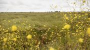 A wide, flat field of tall grass stretches under an overcast sky, with yellow wildflowers in soft focus in the foreground.