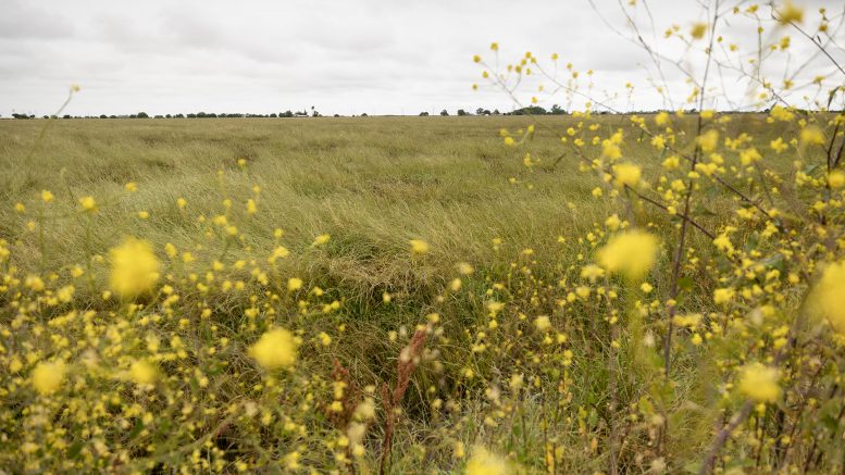 A wide, flat field of tall grass stretches under an overcast sky, with yellow wildflowers in soft focus in the foreground.